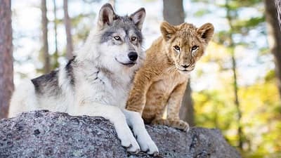 دانلود فیلم The Wolf and the Lion 2021 گرگ وشیر